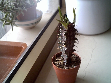 Euphorbia trigona 