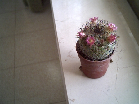 Mammillaria microelia 