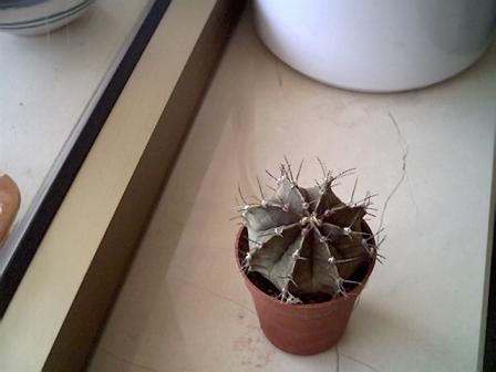 Gymnocalycium mihanovichii 