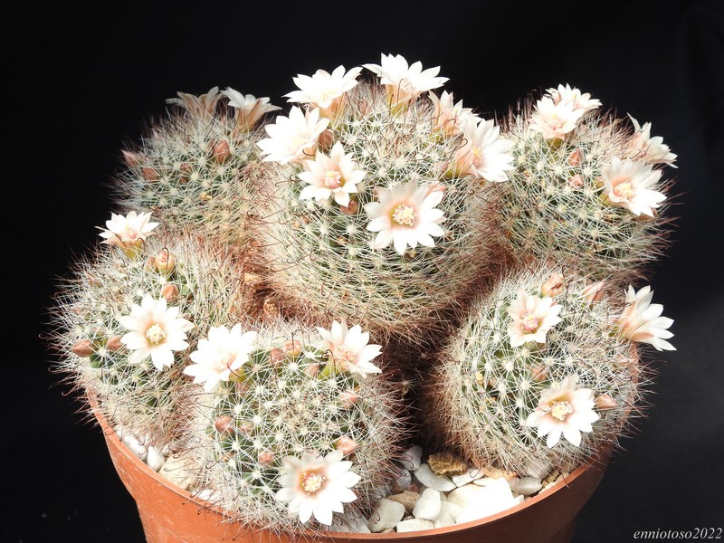 Mammillaria mathildae ml287