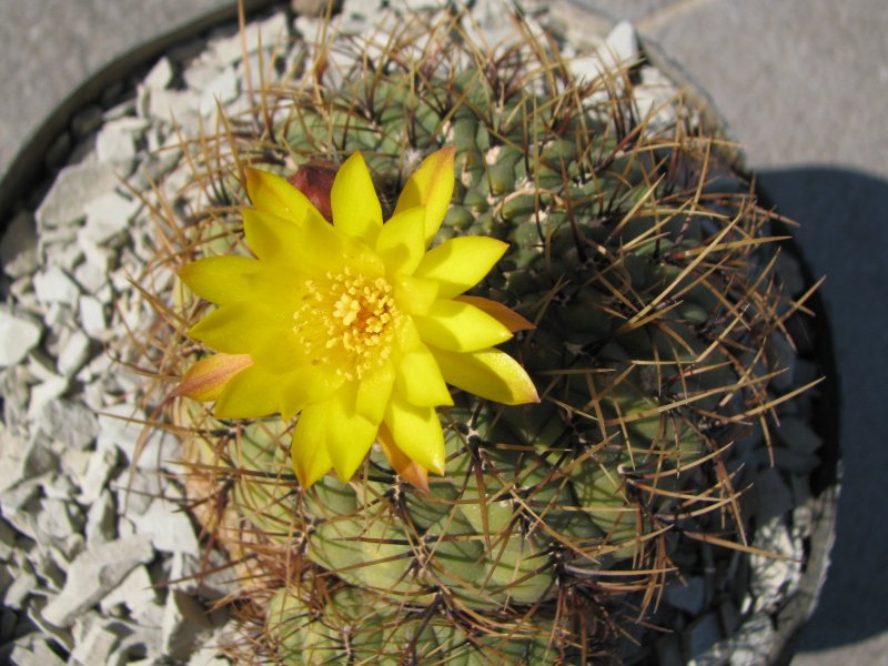 Matucana aureiflora 