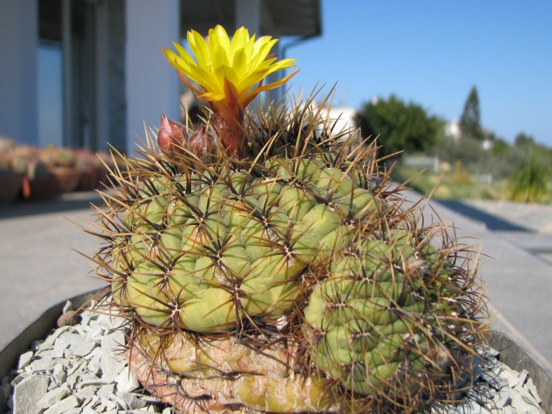 Matucana aureiflora 