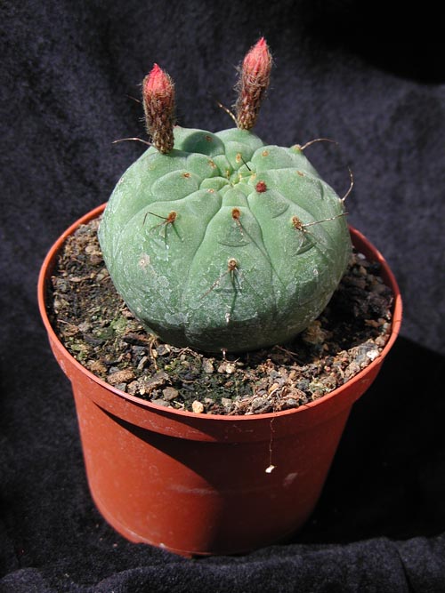 Matucana Madisoniorum 