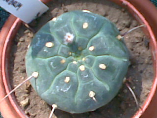 Matucana madisoniorum 