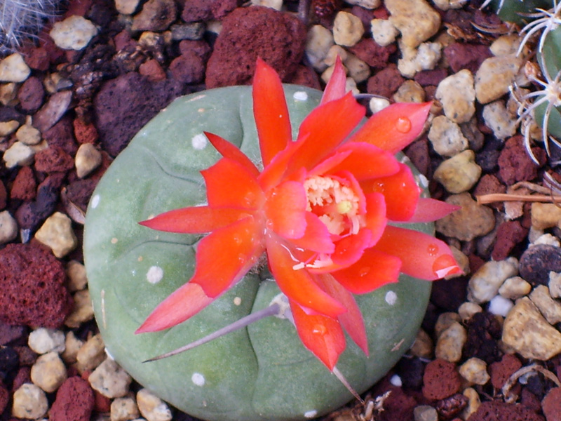 Matucana madisoniorum 