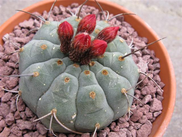 Matucana madisoniorum 