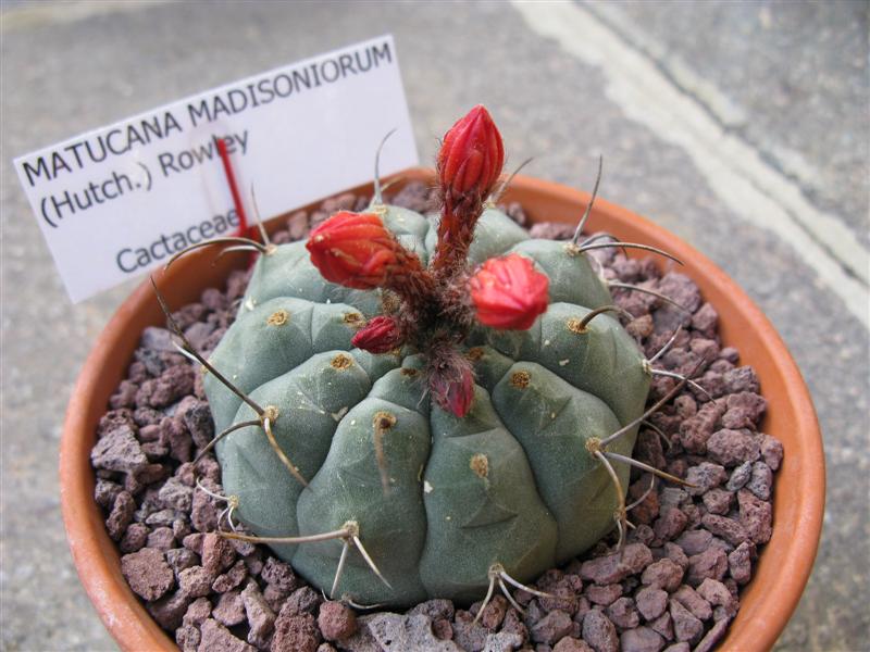 Matucana madisoniorum 