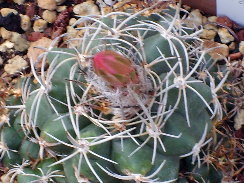 Matucana paucicostata 