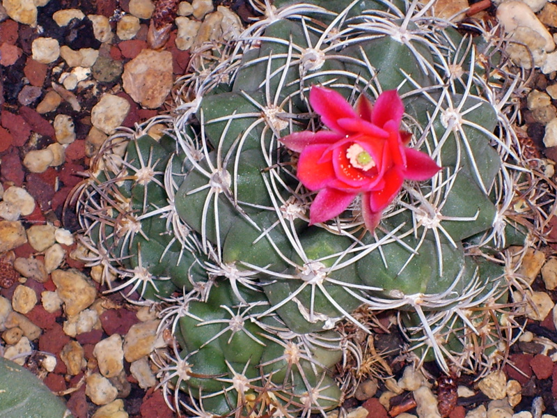 Matucana paucicostata 