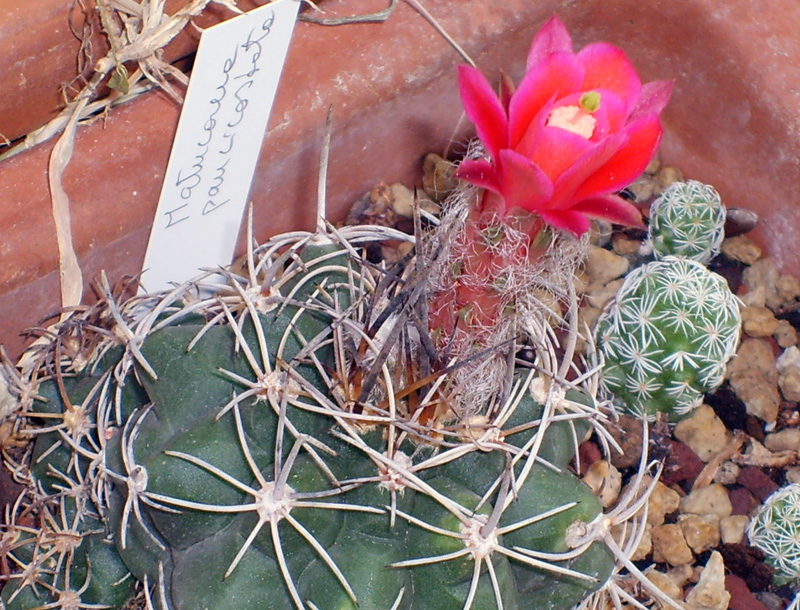 Matucana paucicostata 