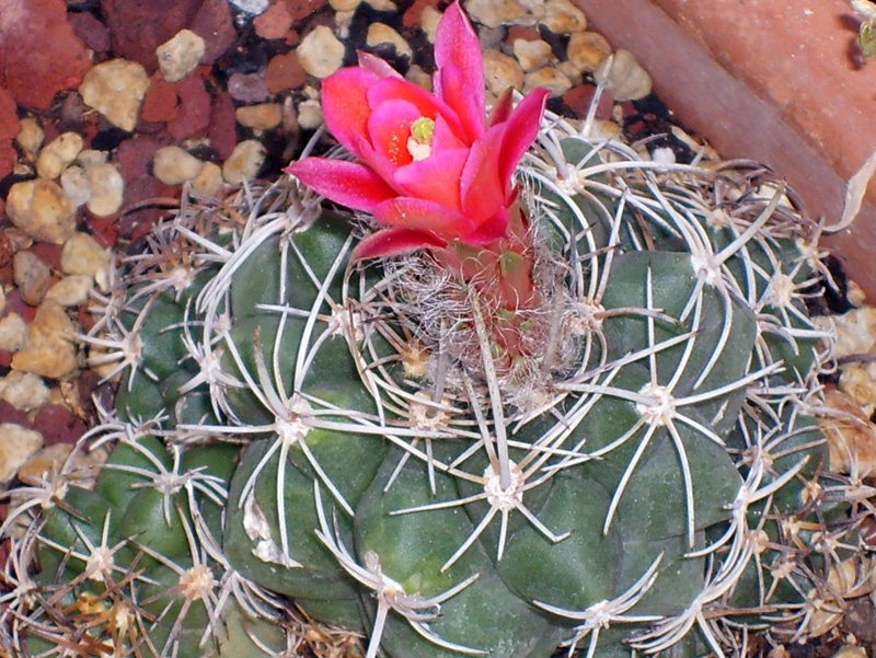 Matucana paucicostata 