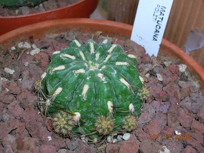 Matucana polzii 