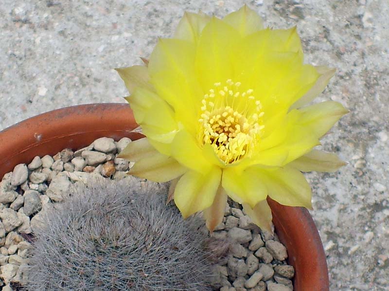 Matucana sp.  