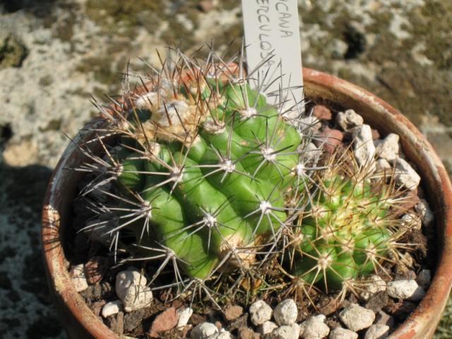 Matucana tuberculosa 