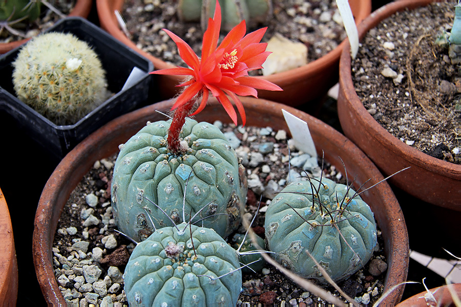 Matucana madisoniorum 