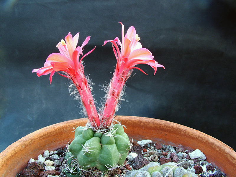 Matucana paucicostata 