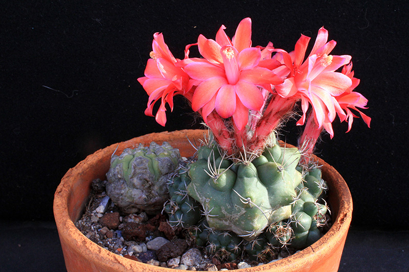 Matucana paucicostata 