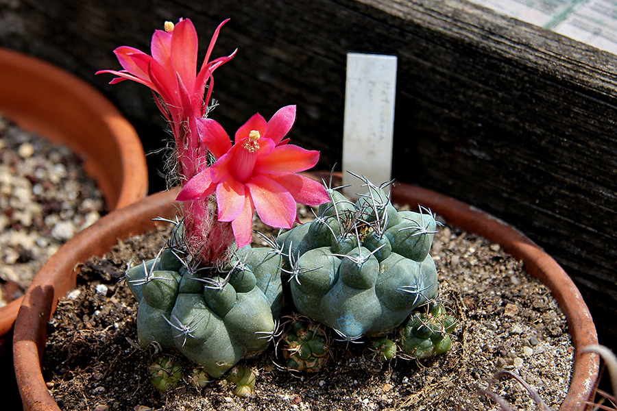 Matucana paucicostata 