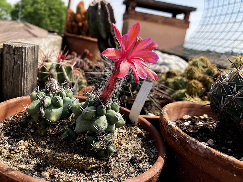 Matucana paucicostata 