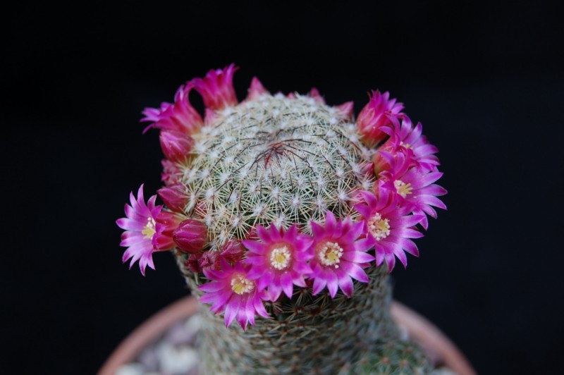 Mammillaria matudae 