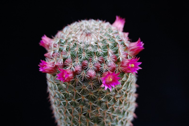 Mammillaria matudae 