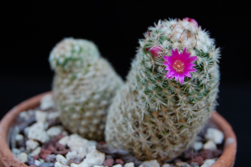 Mammillaria matudae v. serpentiformis 