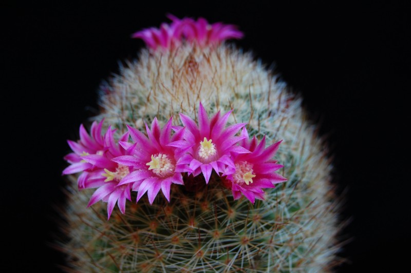 Mammillaria matudae v. spinosior 