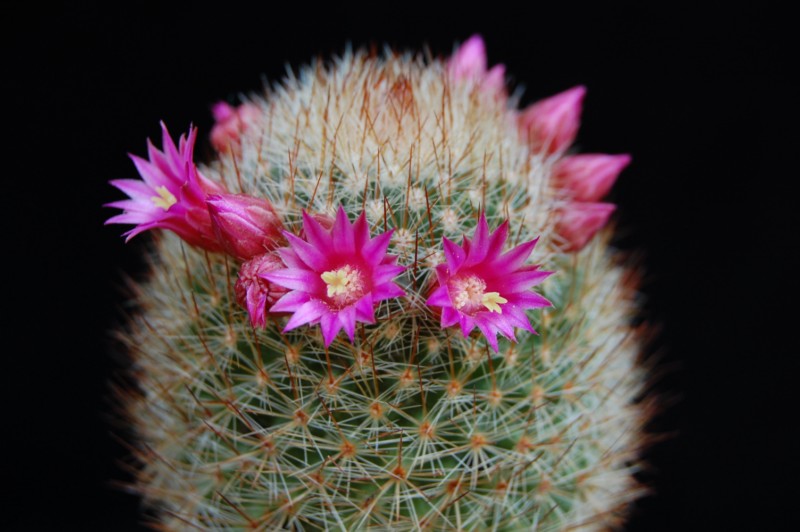 Mammillaria matudae v. spinosior 