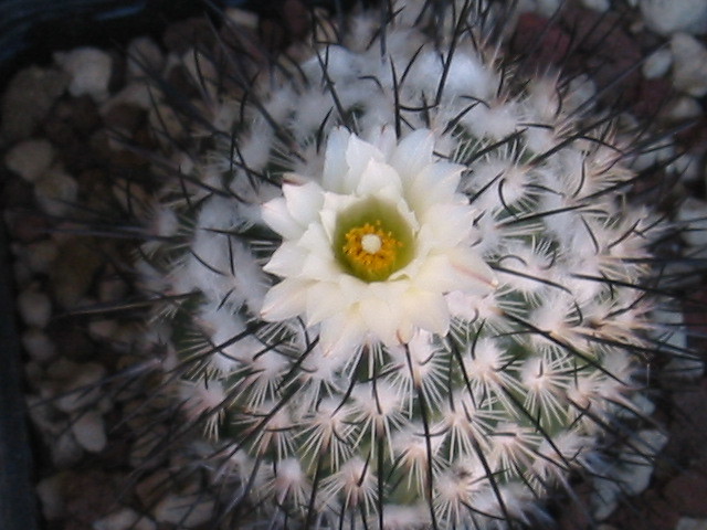 Turbinicarpus viereckii v. major 