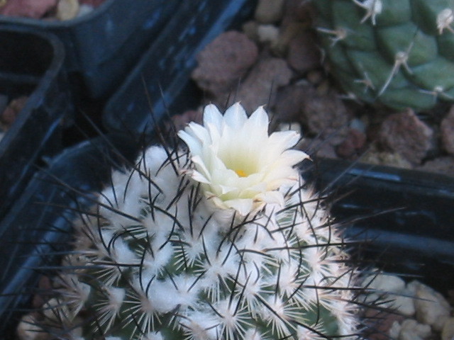 Turbinicarpus viereckii v. major 