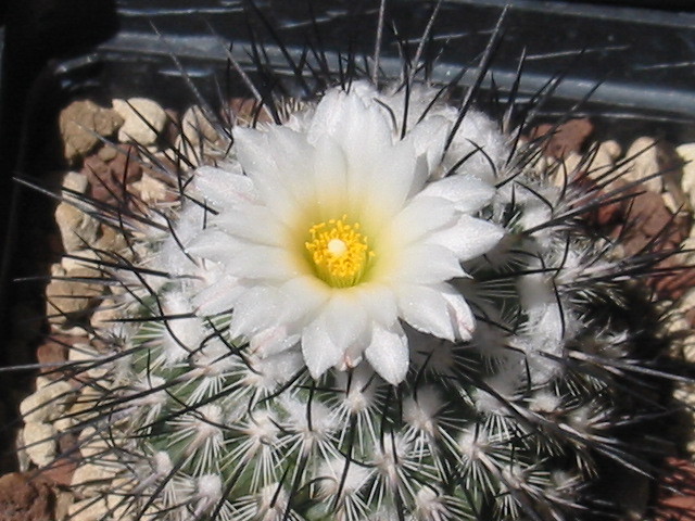 Turbinicarpus viereckii v. major 