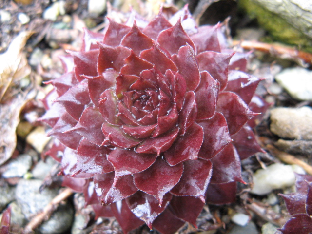 sempervivum cv. 'max frei'