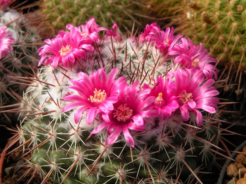 Mammillaria maycobensis ROG 222