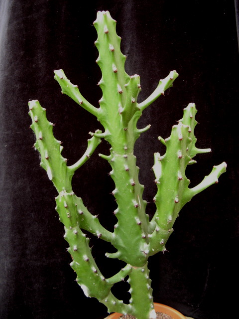 Euphorbia mayuranathanii 