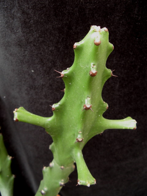 Euphorbia mayuranathanii 