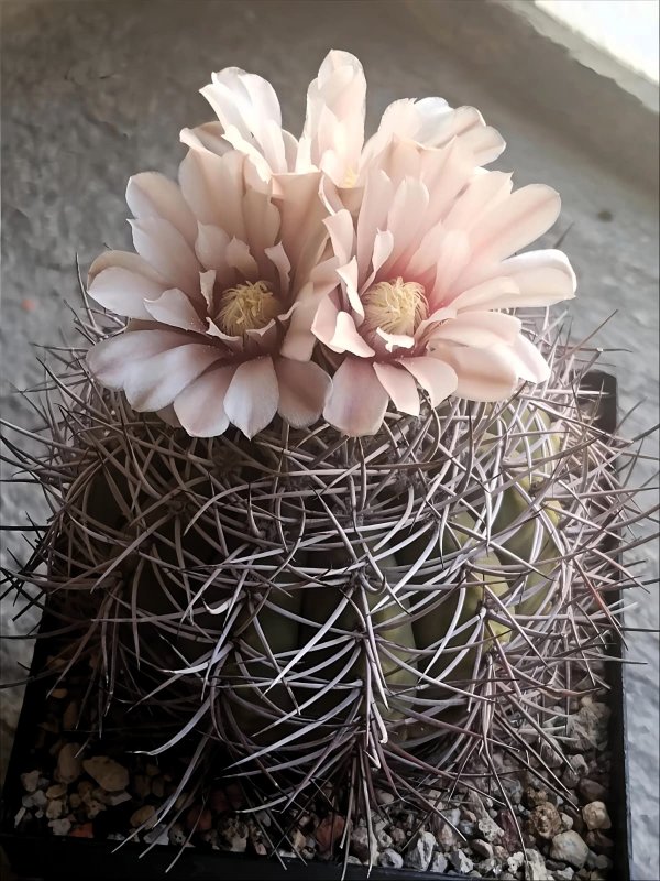Gymnocalycium mazanense 