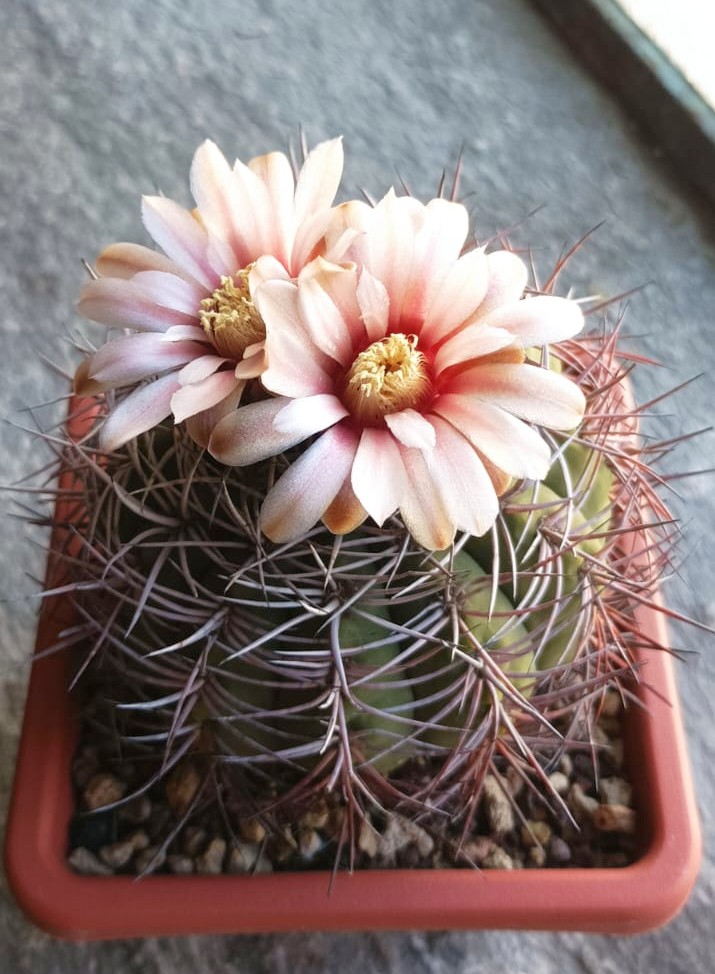 Gymnocalycium mazanense 