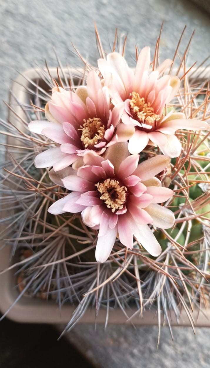Gymnocalycium mazanense v.polycephalum p223