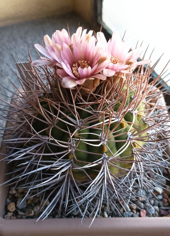 Gymnocalycium mazanense v. polycephalum p 223