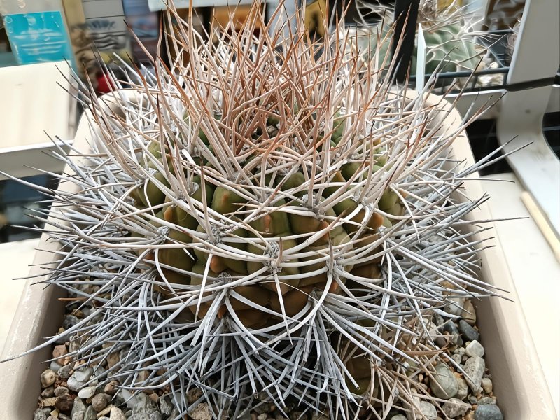 Gymnocalycium mazanense v.polycephalum p223