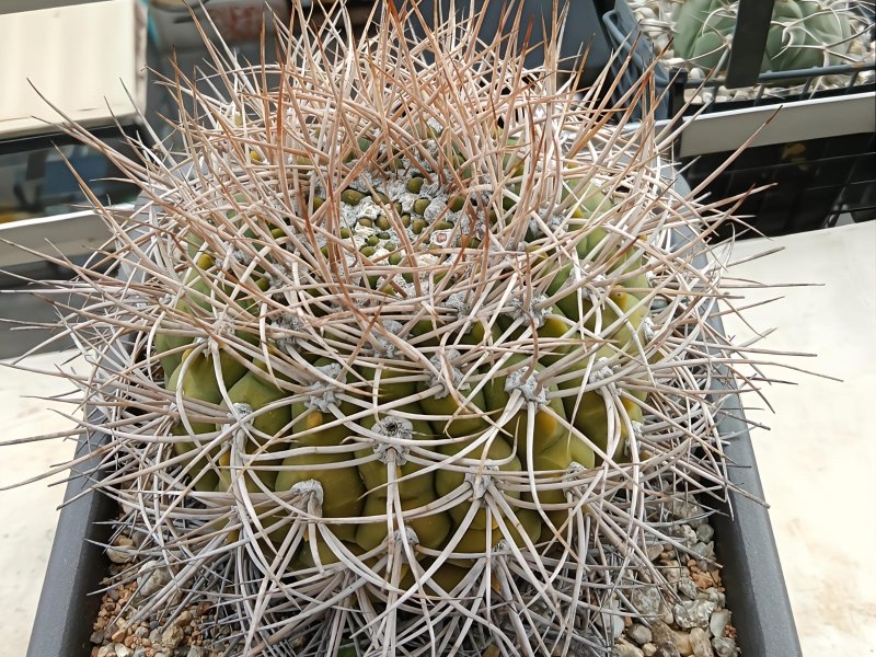 Gymnocalycium mazanense v. polycephalum p223