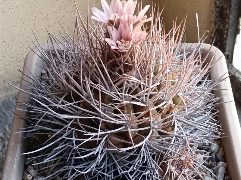 Gymnocalycium mazanense v. polycephalum p223