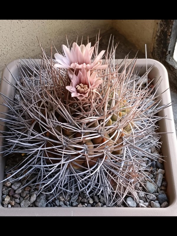gymnocalycium mazanense  v. polycephalum