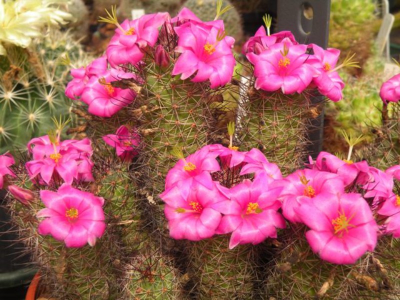 Mammillaria mazatlanensis 