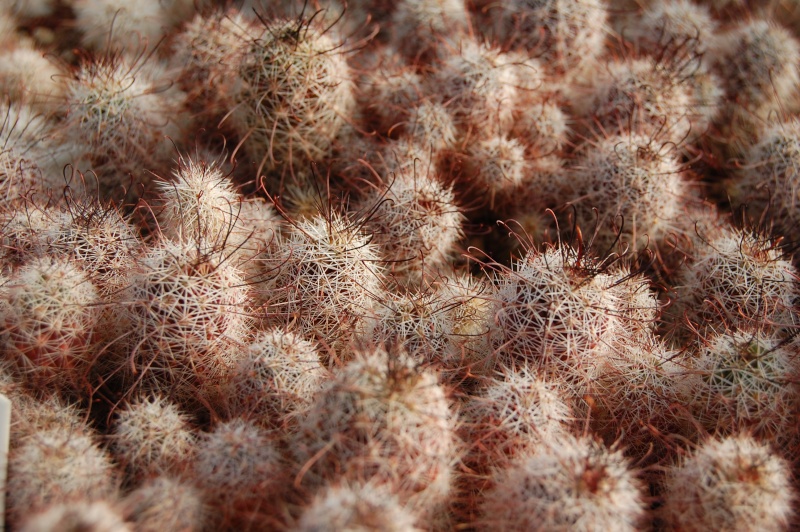 Mammillaria mazatlanensis SB 703