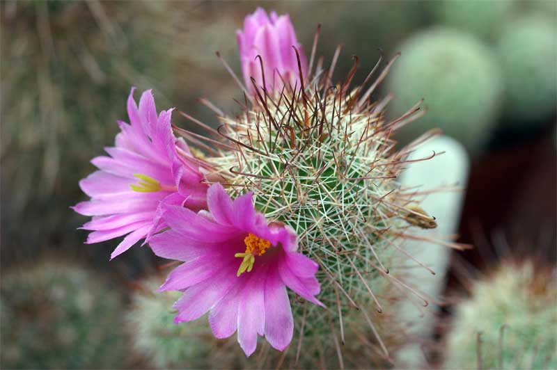 Mammillaria mazatlanensis 