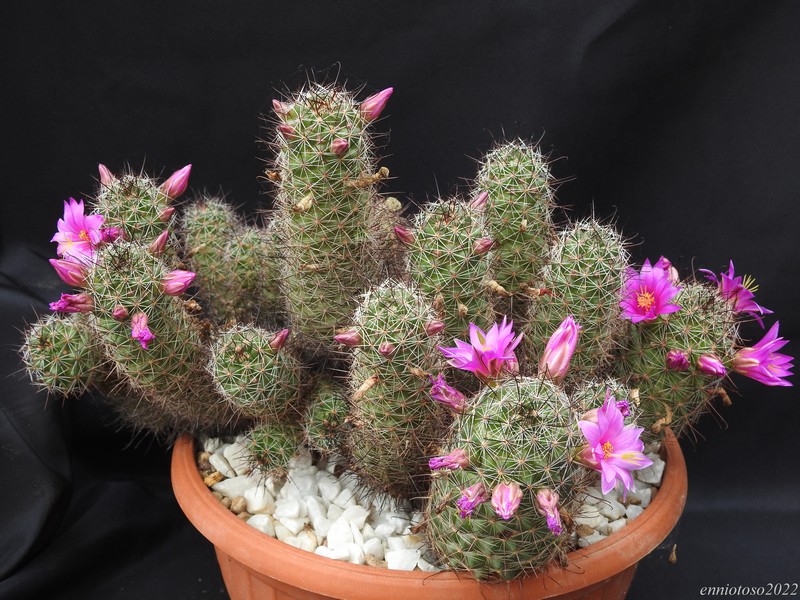 Mammillaria mazatlanensis 