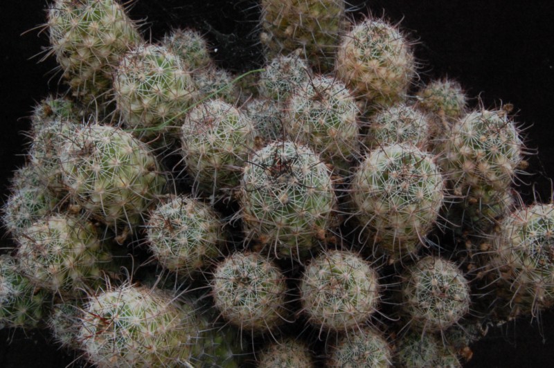 Mammillaria mazatlanensis SB 703