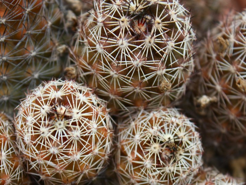 Mammillaria mazatlanensis v. monocentra 