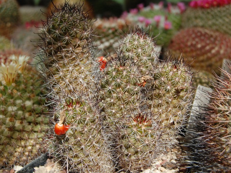 Mammillaria mazatlanensis ssp. patonii 